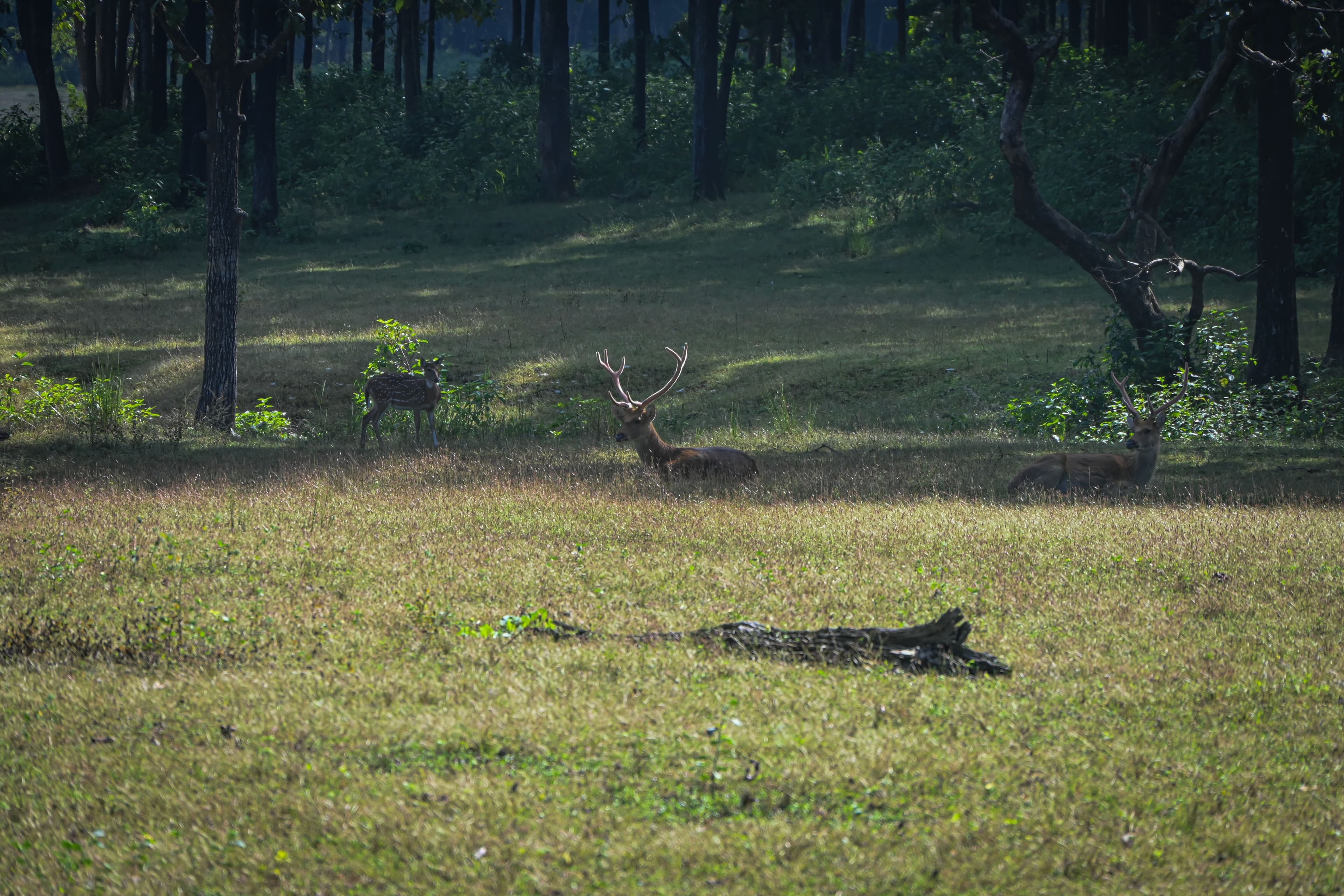 A tiger at first light