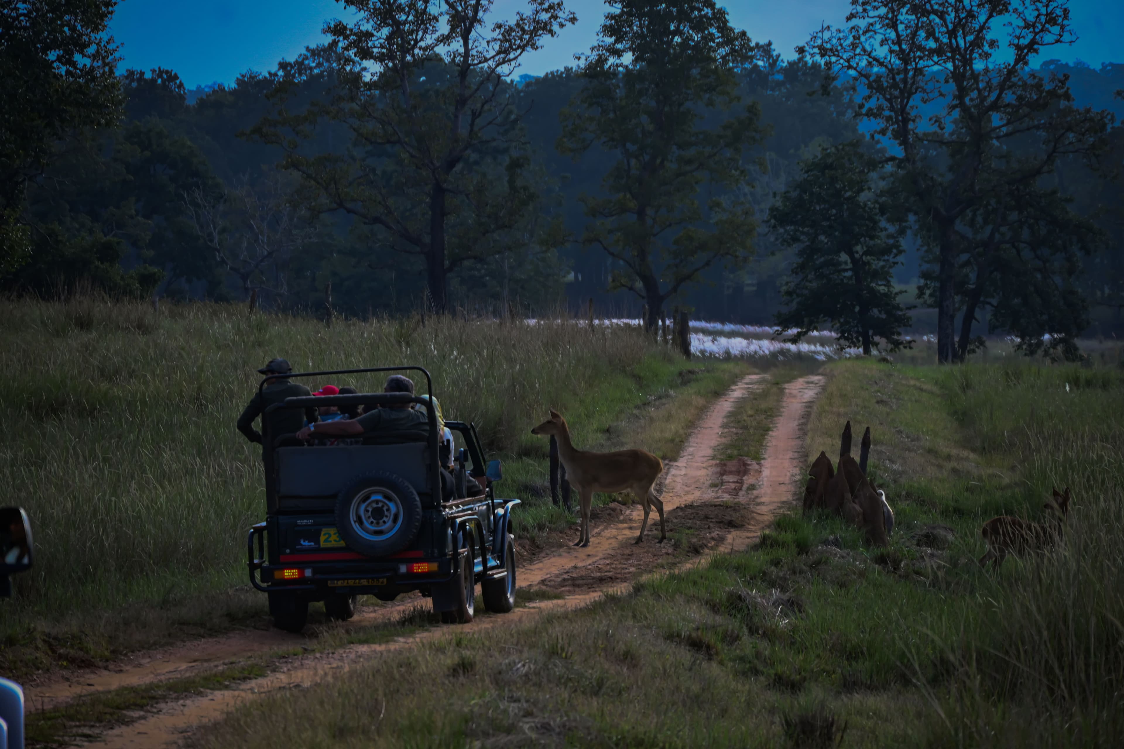 Deep in Kanha
