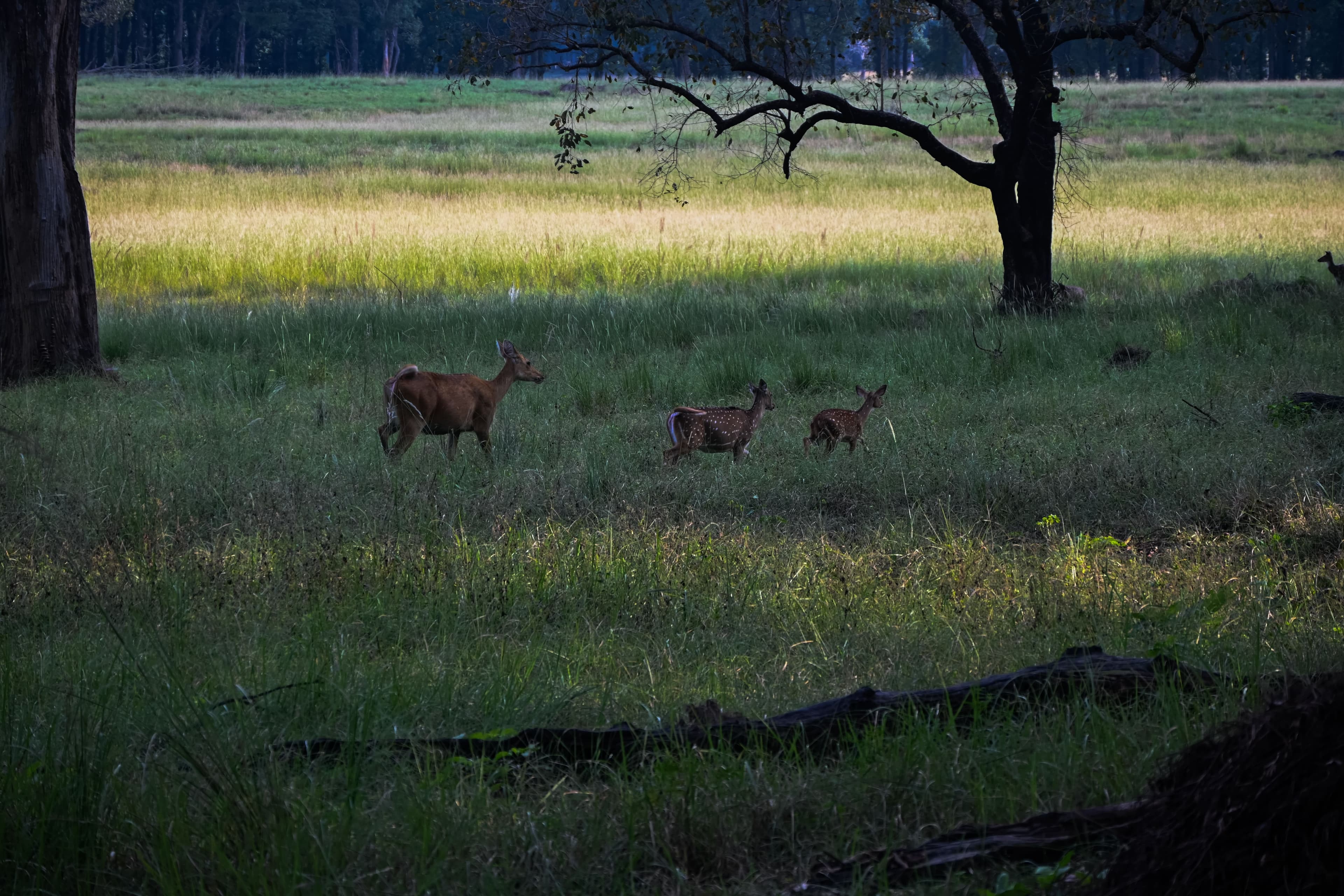 Kanha National Park