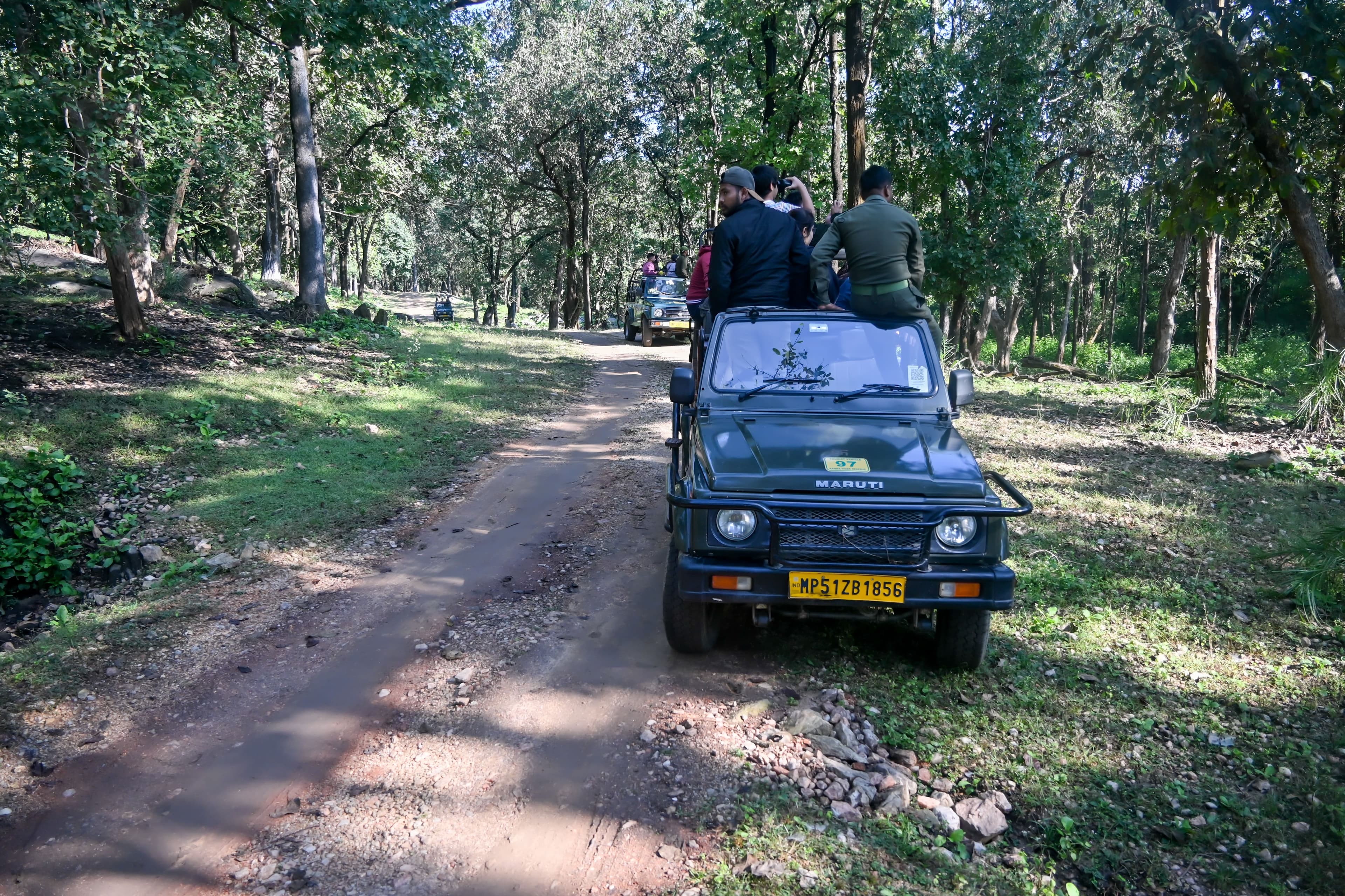 Kanha National Park Safari Guide: Zones, Timings & Best Time to Visit